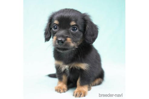 成約済の東京都のチワックス:チワワ×ミニチュアダックスフンド-190537の1枚目